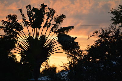 Low angle view of silhouette trees against sky at sunset