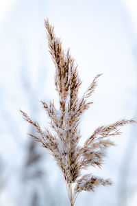 Close-up of dried plant against the sky