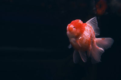 Close-up of fish swimming in sea