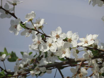 Low angle view of cherry blossoms against sky