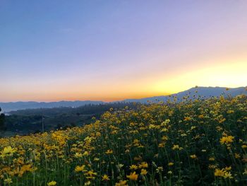 Yellow flowering plants on field against sky during sunset