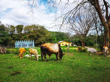 Horses grazing in field