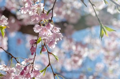 Close-up of pink cherry blossoms in spring