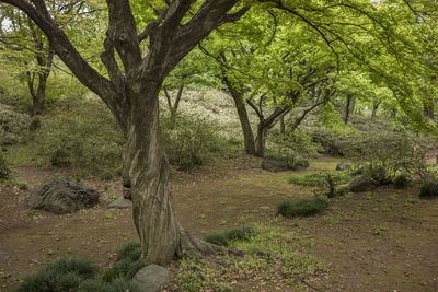 Trees in forest