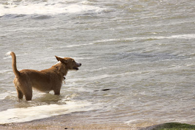 Dog on beach