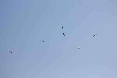 Low angle view of birds flying in the sky