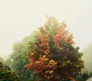 Low angle view of trees