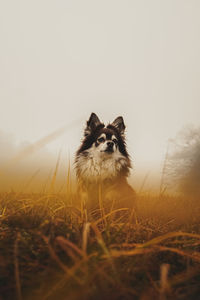 Dog looking away on field during sunset