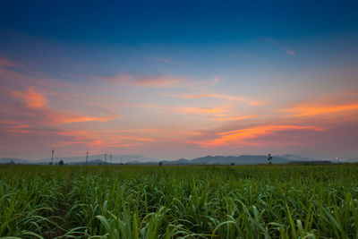 Scenic view of agricultural field against sky during sunset