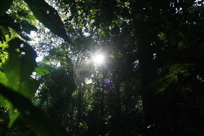 Low angle view of trees in forest