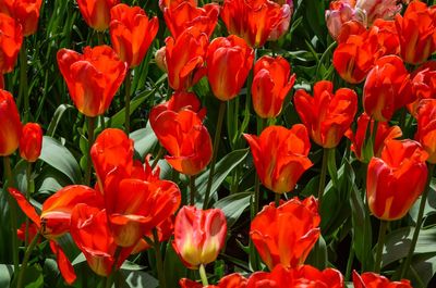 Close-up of red flowers blooming in field