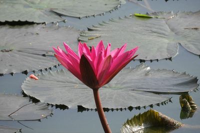 Lotus water lily in lake
