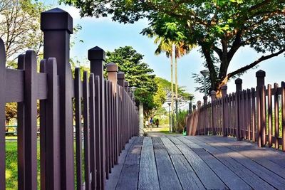 Empty walkway along trees