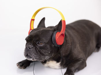 Close-up of a dog over white background