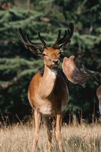 Deer frontal portrait 