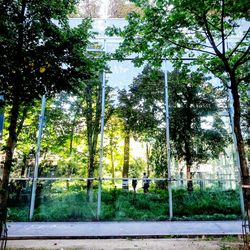 View of trees and street light