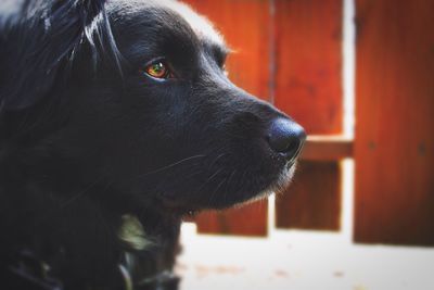 Close-up of dog looking away