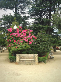 Pink flowers on bench in park