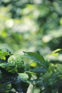 Close-up of fresh green leaves