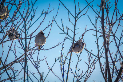 Low angle view of birds perching on bare tree