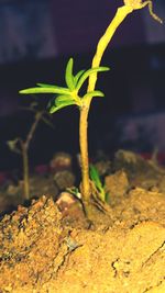 Close-up of fresh plant