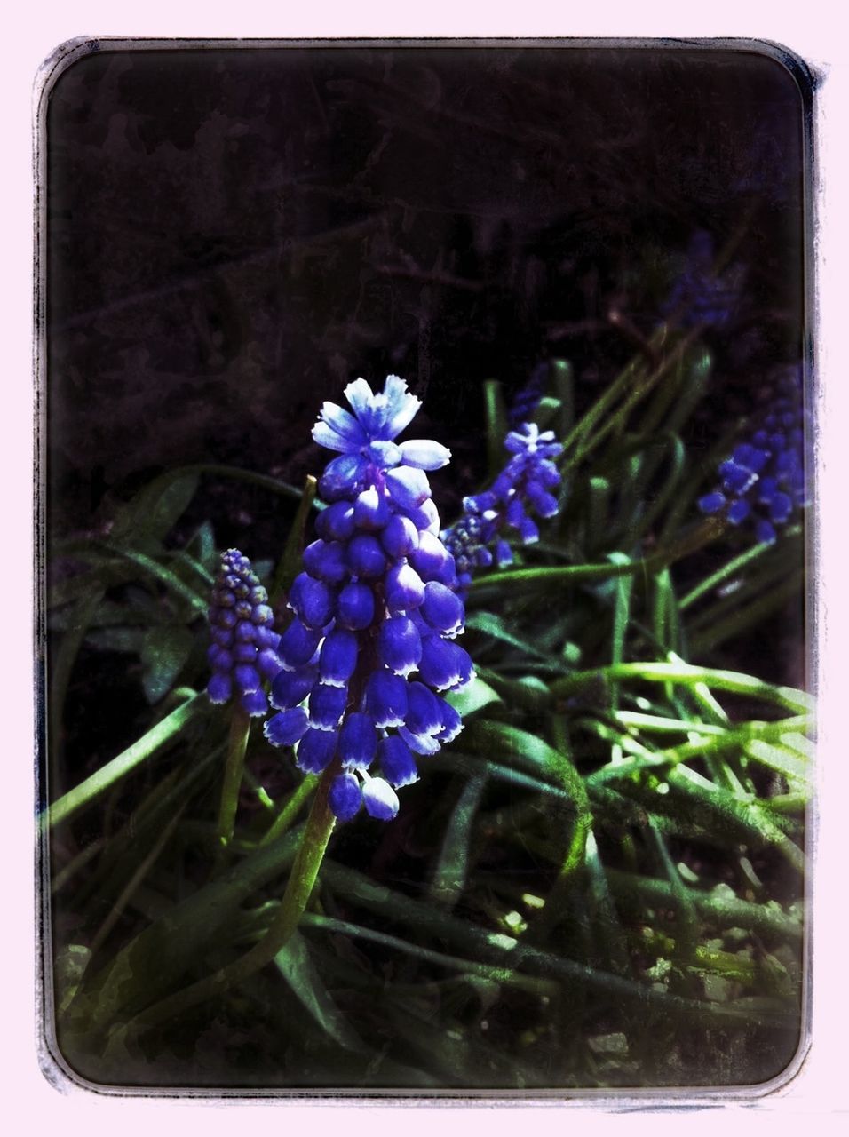 flower, purple, fragility, freshness, growth, plant, beauty in nature, petal, blooming, close-up, nature, flower head, blue, focus on foreground, auto post production filter, in bloom, transfer print, outdoors, no people, stem