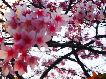 Low angle view of apple blossoms in spring