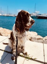 Close-up of dog on beach