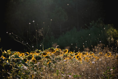 Close-up of flowering plants on field