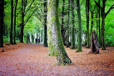 Trees in forest