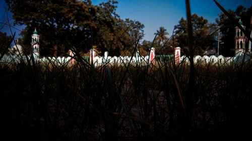 Plants and trees on field against sky