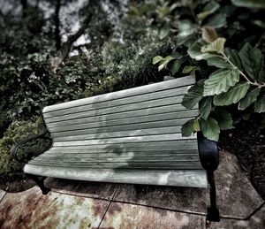 Close-up of fresh green plants