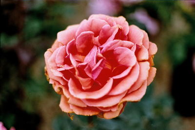 Close-up of pink rose blooming outdoors