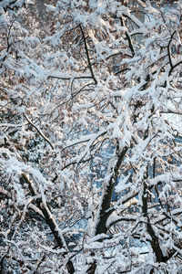 winter