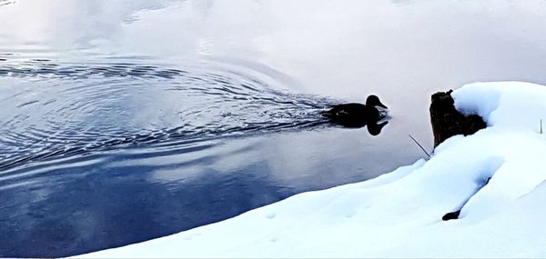 High angle view of swan in snow