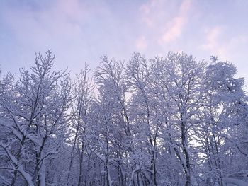 Low angle view of trees against sky during winter