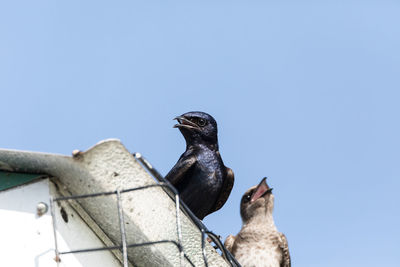Low angle view of pigeons perching on roof against clear sky