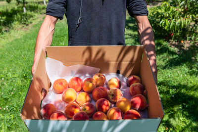 Low angle view of person holding apples in container