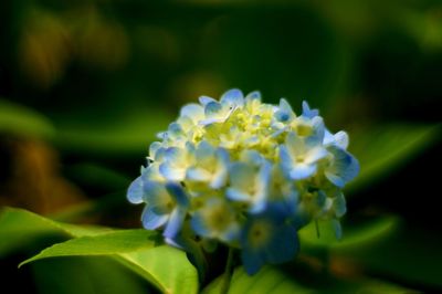 Close-up of white flowers