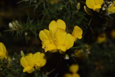 Close-up of yellow flower