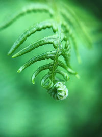 Close-up of fern leaf