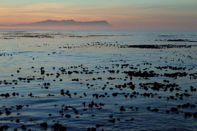 Flock of birds in the sea