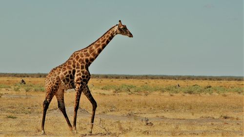 Side view of giraffe standing on landscape