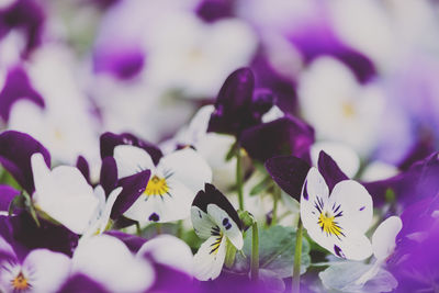 Close-up of purple cyclamen flowers