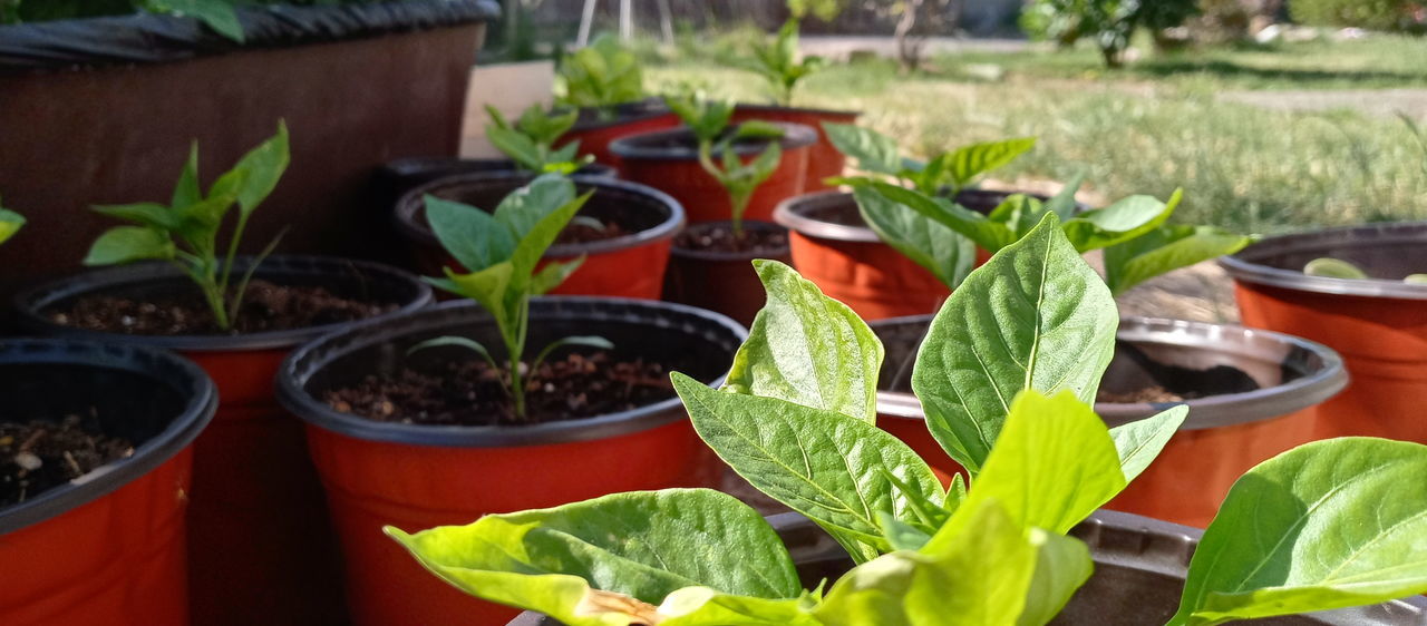 CLOSE-UP OF POTTED PLANTS IN YARD