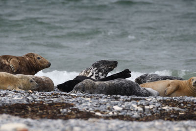 View of animal on beach