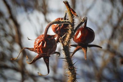 Close-up of rosehip