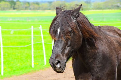 Horse in ranch