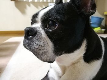 Close-up portrait of black dog