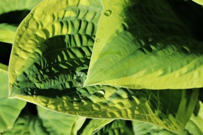 Close-up of fern leaf